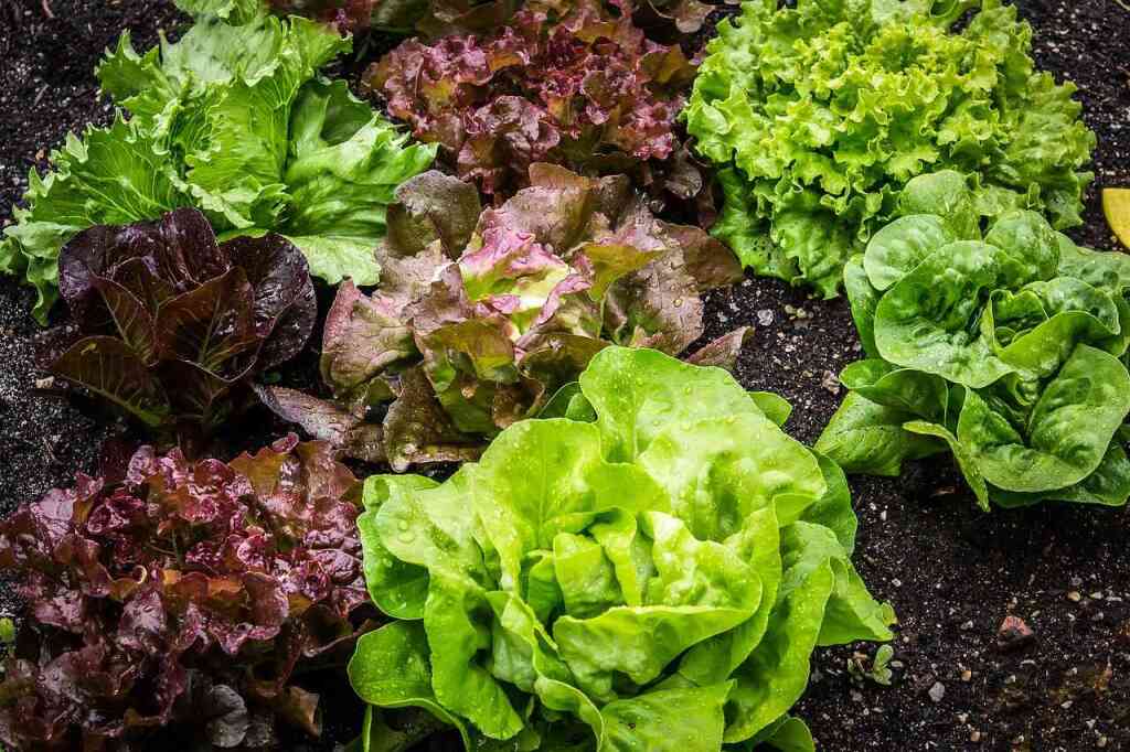 Come Coltivare le Insalate: Guida Pratica per un Raccolto Fresco e Sano