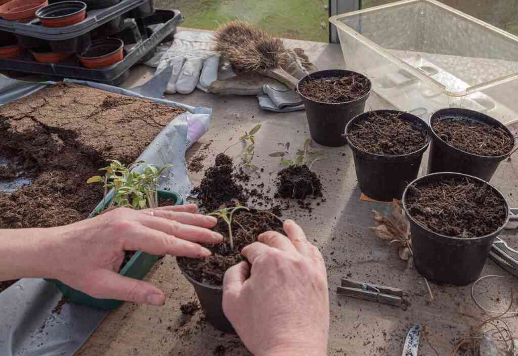 Cosa si semina a febbraio: il mese della preparazione per la primavera