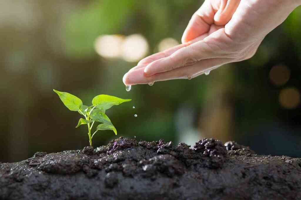 Cosa si semina a maggio: il pieno risveglio dell'orto