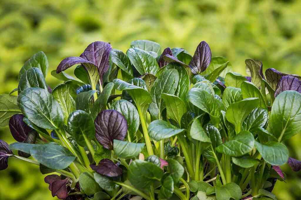 Cosa trapiantare a marzo nell'orto: il risveglio della primavera