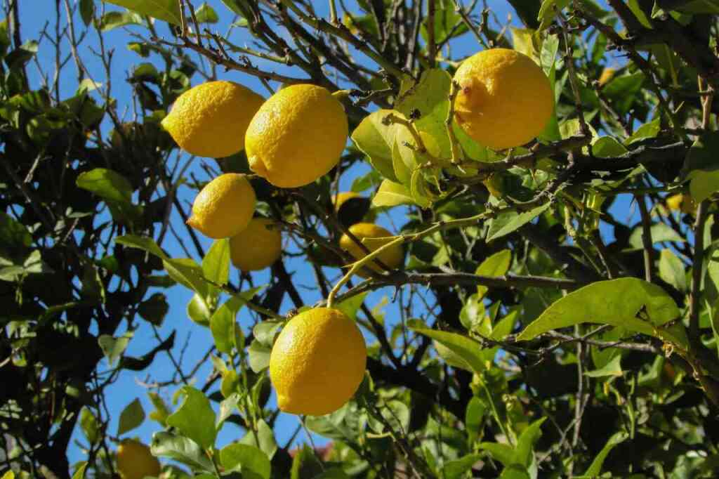 Guida alla Coltivazione del Limone. Consigli e trucchi