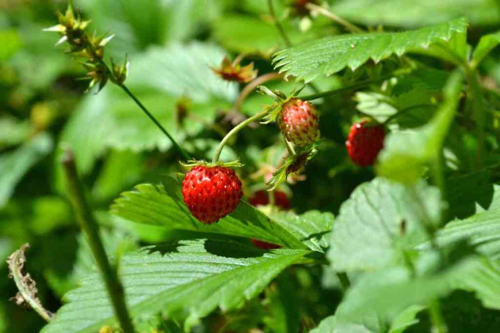 Guida alla Coltivazione della Fragolina di Bosco