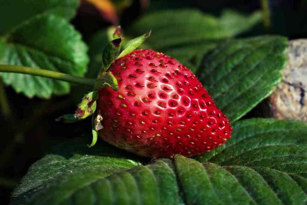  Guida alla Coltivazione della Fragola