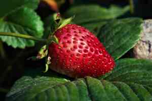 Guida alla Coltivazione della Fragola