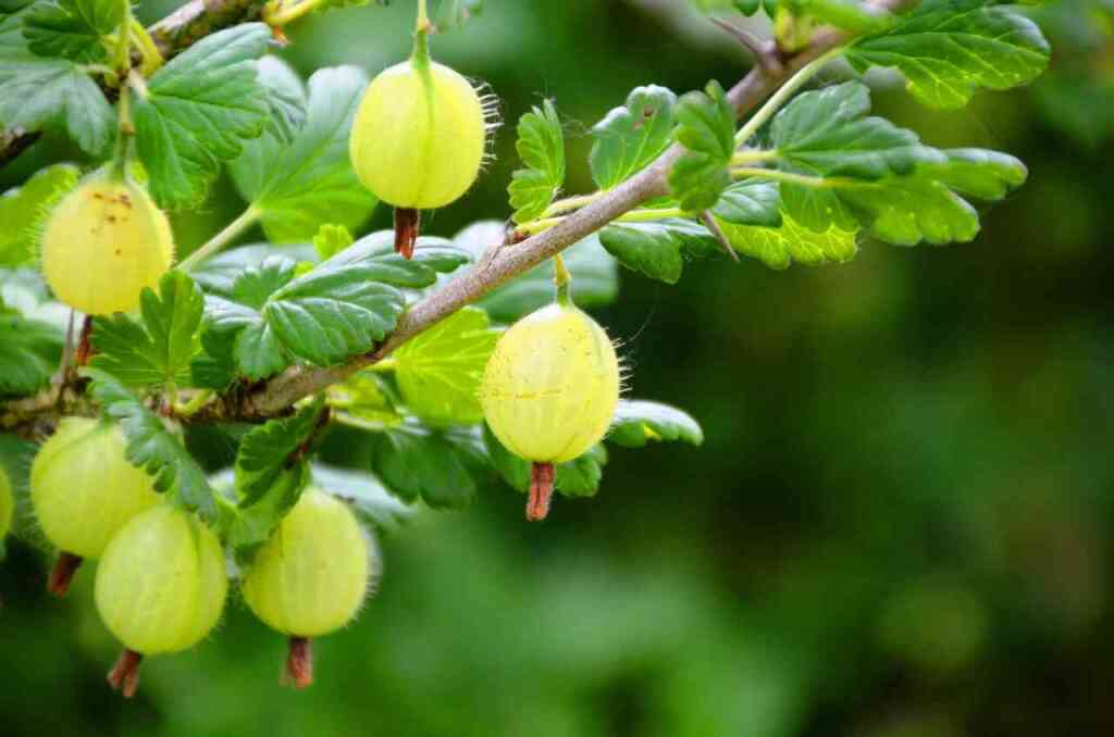 Guida alla Coltivazione dell'Uva Spina (Gooseberry)