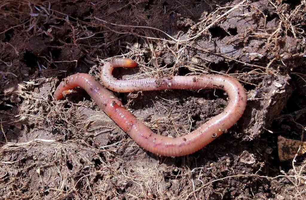 worm-1140767_1920