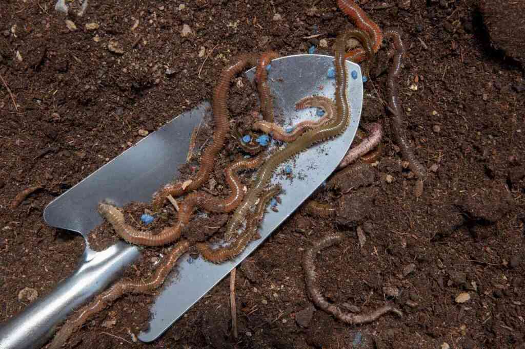 compost-still-life-concept-with-earthworms-1