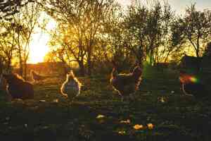 La Vita Quotidiana con le Galline: Esperienze e Consigli per una Convivenza Serena