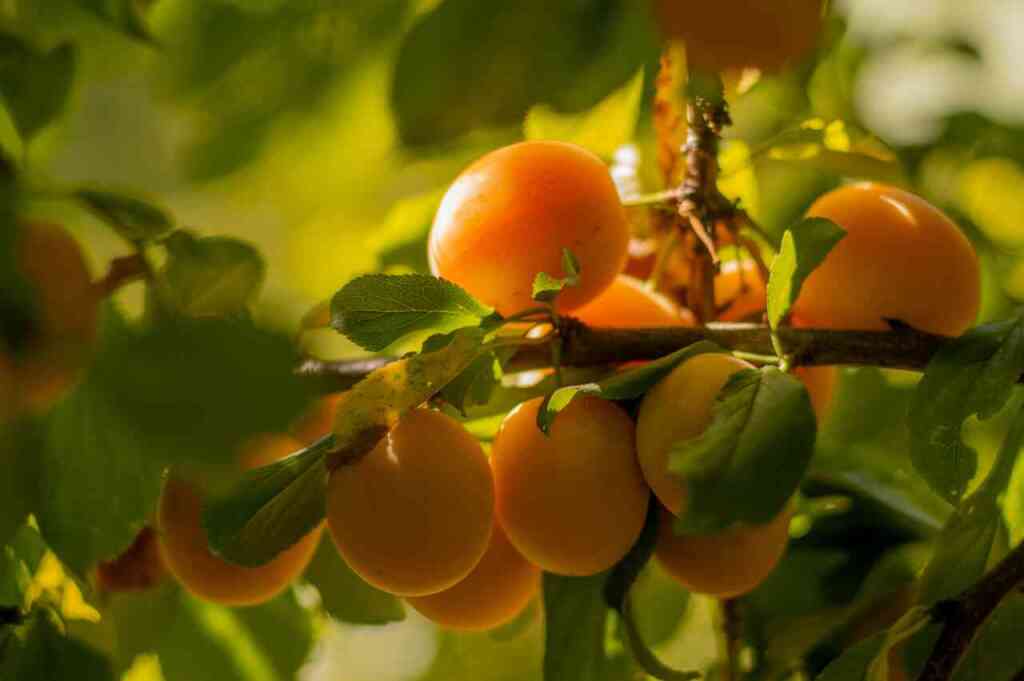Trattamento Bio con Olio Essenziale di Arancio Dolce 