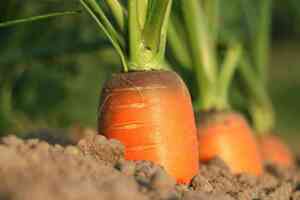 Come Coltivare la Carota: Guida Completa per l'Orto Domestico
