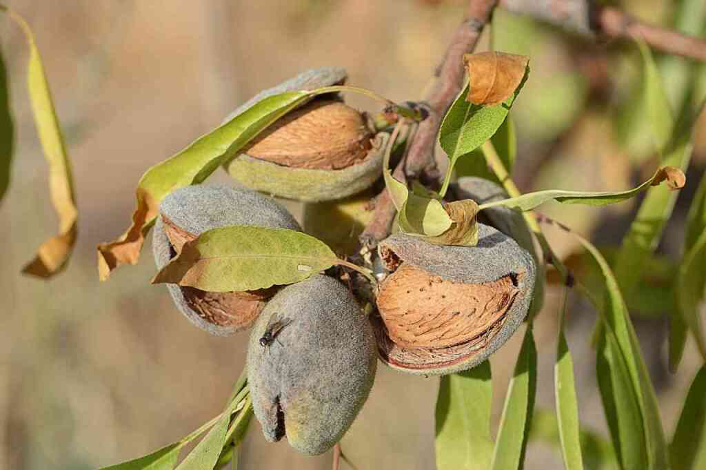 Come Coltivare il Mandorlo: Guida Completa per l'Orto o Frutteto Domestico